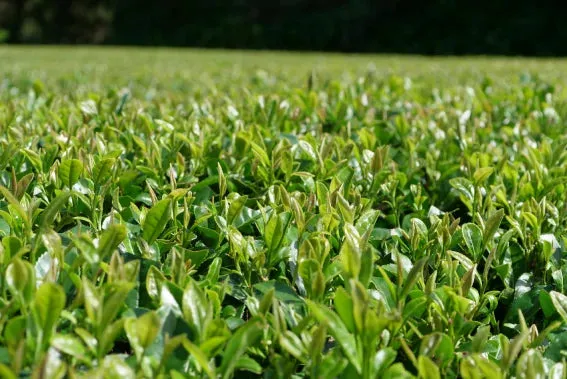 T VERDE NUEVO orgánico Yakushima Kabuse Shincha 50 gr